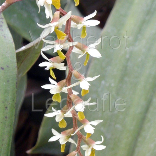 Dendrochilum cobbianum