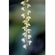 Dendrochilum uncatum