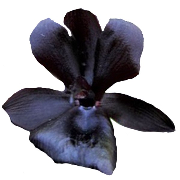 Monnierara Millennium Magic 'Witchcraft' FCC/AOS