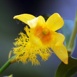 Dendrobium brymerianum