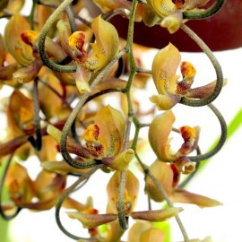 Gongora galeata