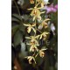 Coelogyne massangeana (tomentosa)