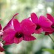 Fiche de culture de l'orchidée DENDROBIUM PHALAENOPSIS