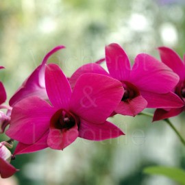 Quel engrais pour entretenir son orchidée (phalaenopsis, vanda, dendrobium,  ) ?