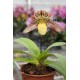 Paphiopedilum Martina Weiss