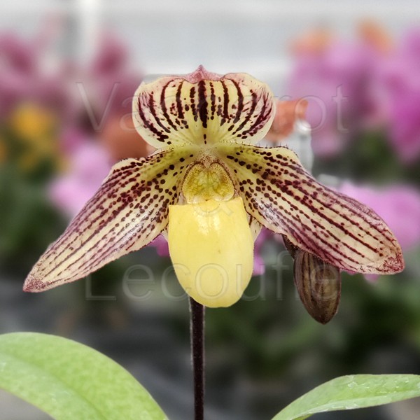 Paphiopedilum Martina Weiss