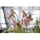 Paphiopedilum philippinense
