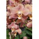 Phalaenopsis Summer Sand 'Monaco'