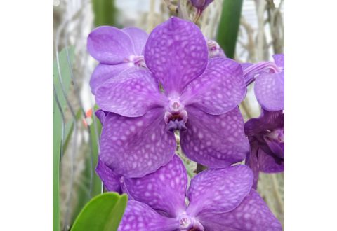 Vanda Tayanee Blue
