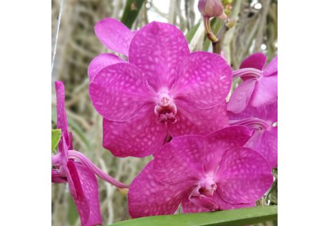 Vanda Tayanee Cerise