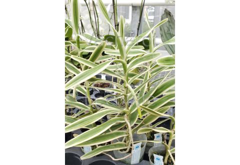 Arachnis Maggie Oei variegata