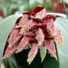 Bulbophyllum phalaenopsis