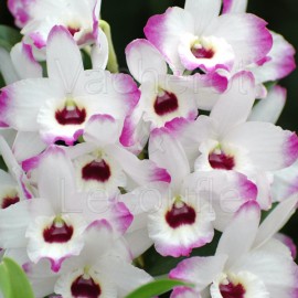 Fiche de culture de l'orchidée DENDROBIUM NOBILE