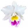 Cattleya Liou Hope 'Nan Chyu' (Rlc.)