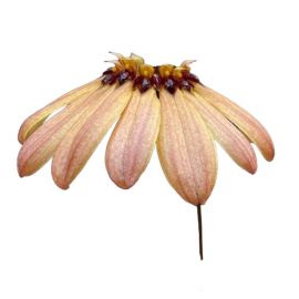 Bulbophyllum mastersianum