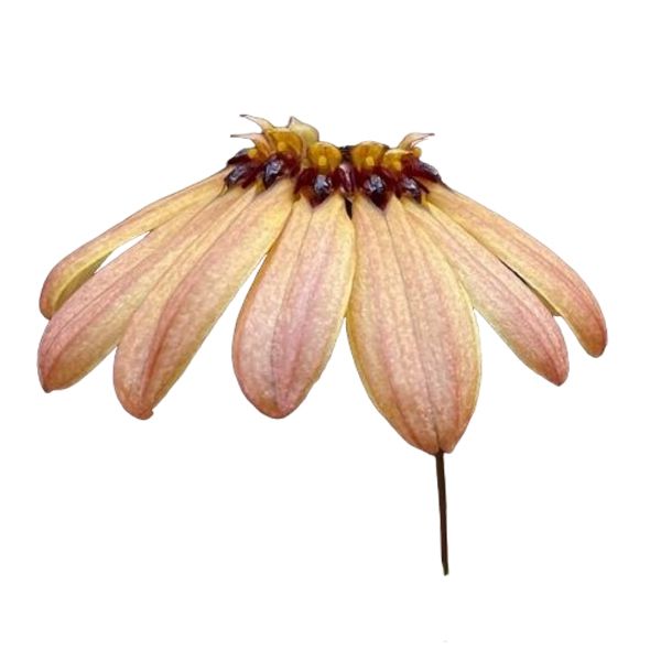 Bulbophyllum mastersianum