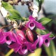 Dendrobium parishii