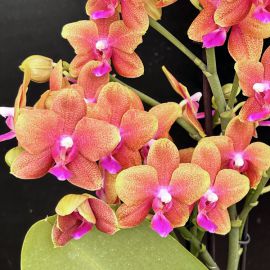 Phalaenopsis Happy Sunset