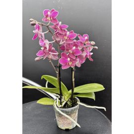 Phalaenopsis MINI Cherry