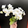 Phalaenopsis MINI Blanc