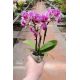 Phalaenopsis MINI Vienne