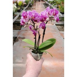 Phalaenopsis MINI Vienne