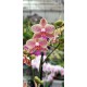 Phalaenopsis Wild Prncess
