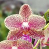 Phalaenopsis Wild Princess