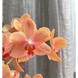 Phalaenopsis Cassonade