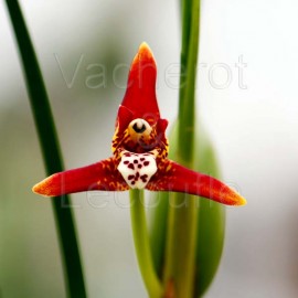 Maxillaria tenuifolia