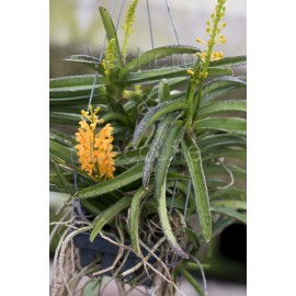 Ascocentrum miniatum