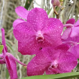 Vanda Tayanee Cerise
