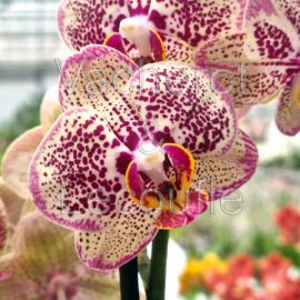 Phalaenopsis Tama