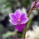 Phalaenopsis Purple Gem 3t