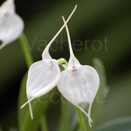 Fiche de culture de l'orchidée MASDEVALLIA