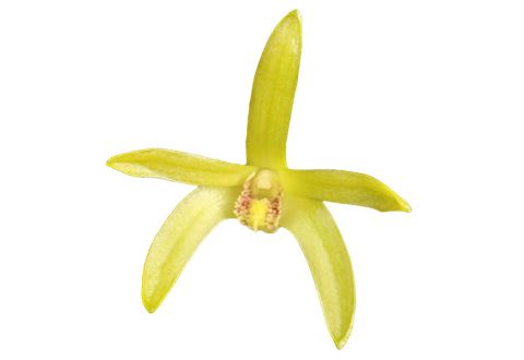 Dendrobium sororium