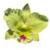 Cattleya Chief Green Breeze 'Green World' (Rlc.)