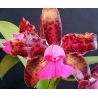 Cattleya leopoldii (tigrina) 'Dark' x 'Dark Prince'