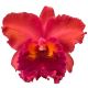 Cattleya Nakornchaisri Red (Rlc.)