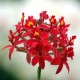Fiche de culture de l'orchidée EPIDENDRUM à "tiges de roseaux" type "Ballerina"