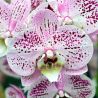 Phalaenopsis Spotted World 2t