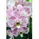 Phalaenopsis Spotted World 2t