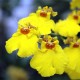 Fiche de culture de l'orchidée ONCIDIUM