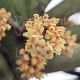 Pomatocalpa spicatum