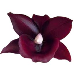 Monnierara Taiwan Red Diamond