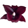 Monnierara Taiwan Red Diamond (Cycd. Taiwan Gold x Ctsm. Orchidglade)
