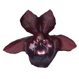 Catasetum Alexa