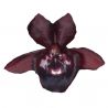 Catasetum Alexa