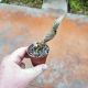 Catasetum Alexa