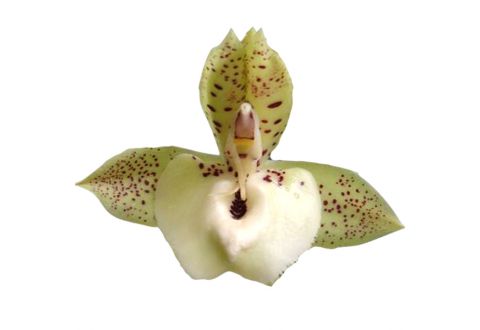 Catasetum Richard Fulford 'Spot' (Ctsm. Orchidglade x Ctsm. lucis)